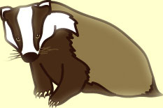 badger illustration